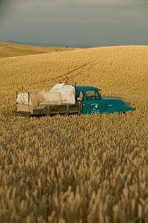 Bed set up on turquoise flatbed truck out in field of wheat